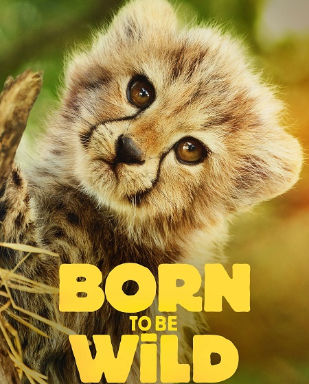 حصريًا مشاهدة وتحميل مسلسل Born to be Wild الموسم الاول الحلقة 4 مترجمة