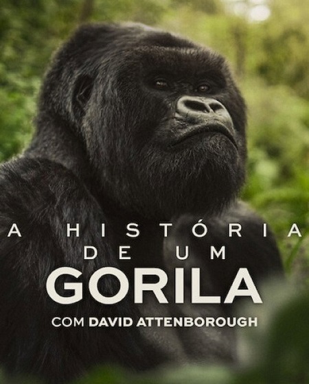 مشاهدة حصريًا مشاهدة وتحميل فيلم A Gorilla Story Told by David Attenborough 2026 مترجم